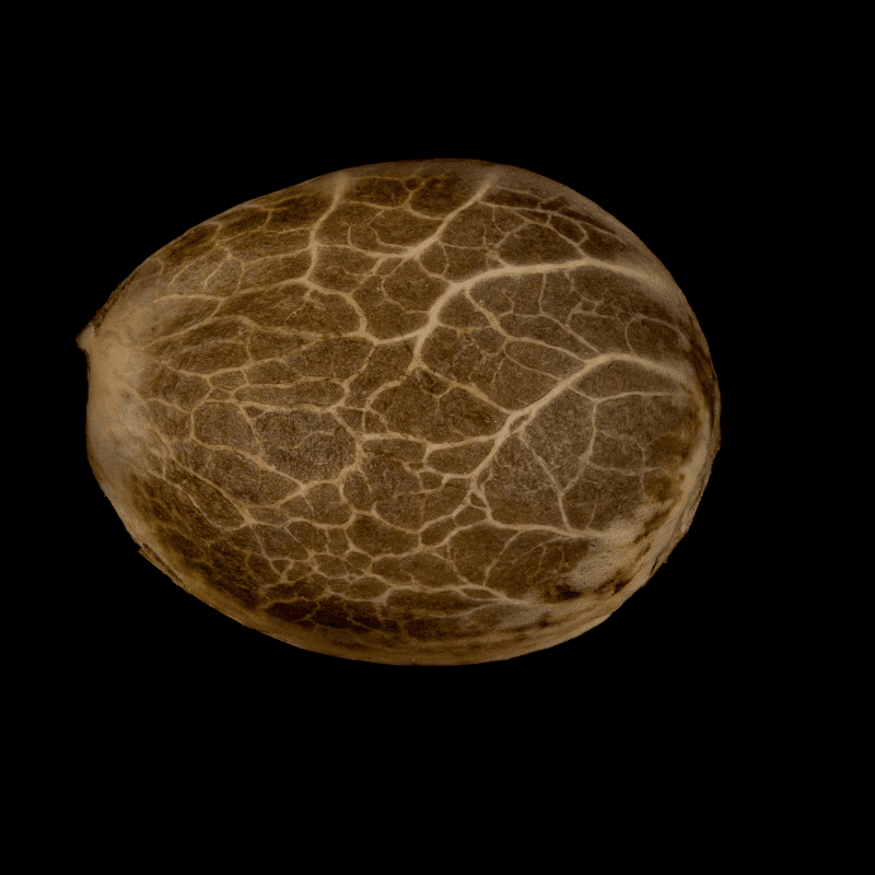 Seeds
